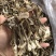 鹿茸菇