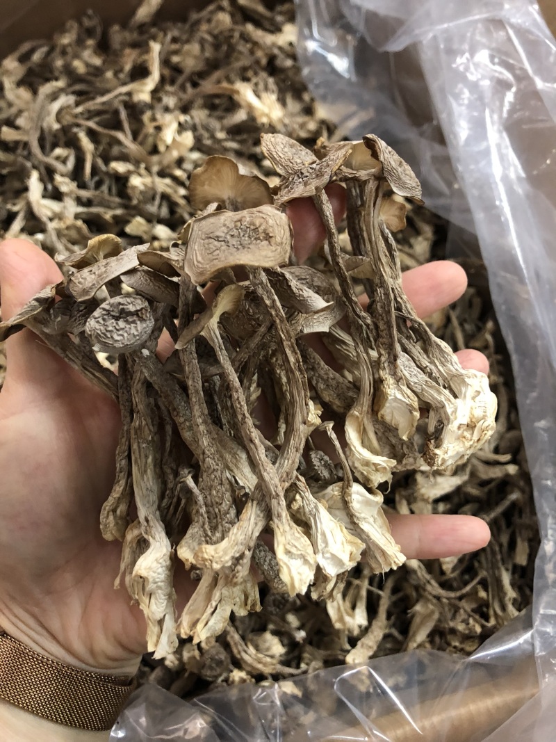 鹿茸菇