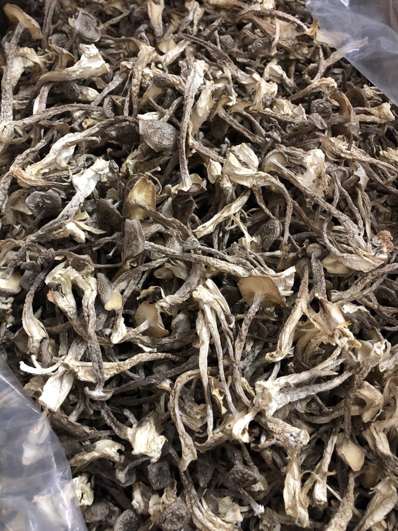 鹿茸菇