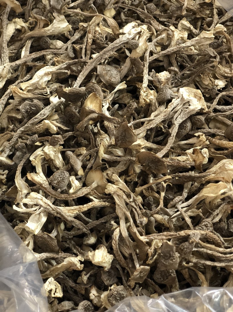 鹿茸菇