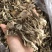 鹿茸菇
