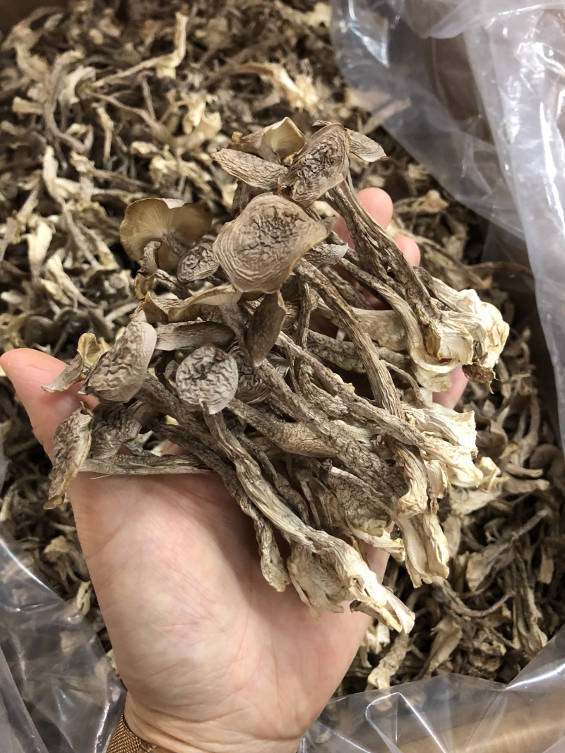 鹿茸菇