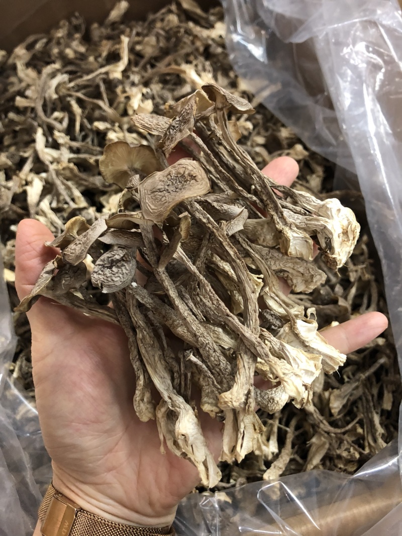 鹿茸菇
