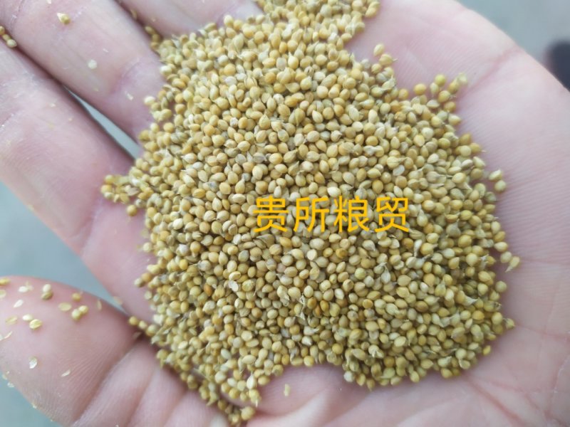河北邯郸常年收售鸟食谷子，陈谷子，加工米面陈谷子。