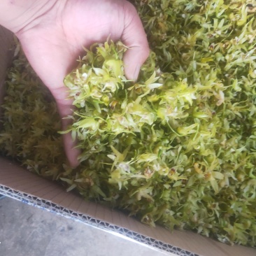 铁皮石斛干花