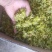 铁皮石斛干花