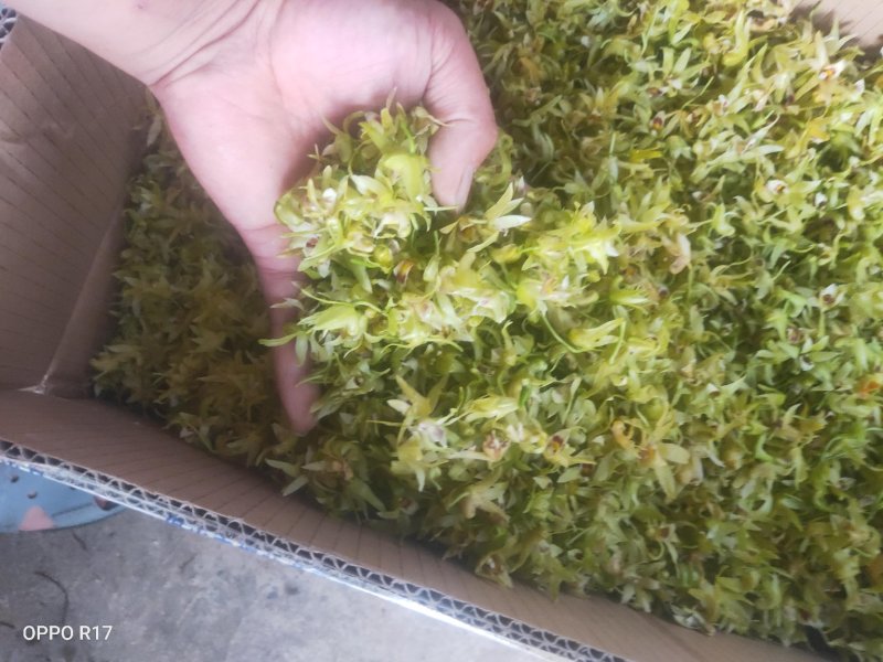 铁皮石斛干花