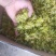 铁皮石斛干花