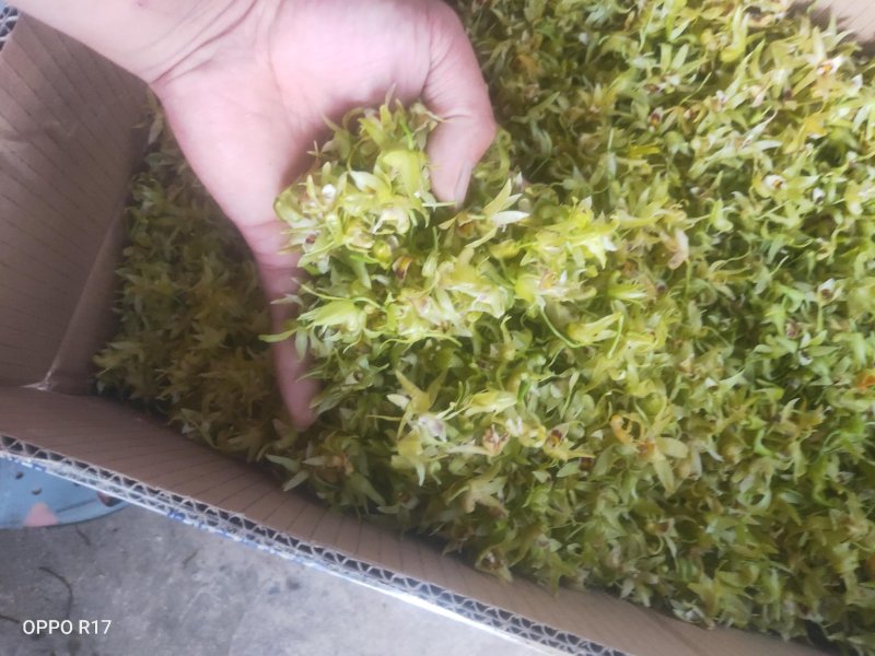 铁皮石斛干花