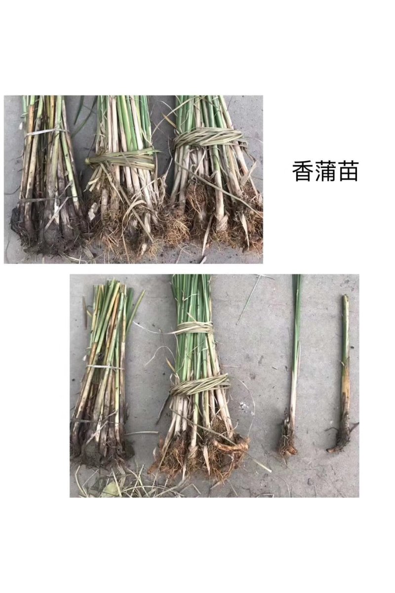芦苇