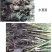 芦苇