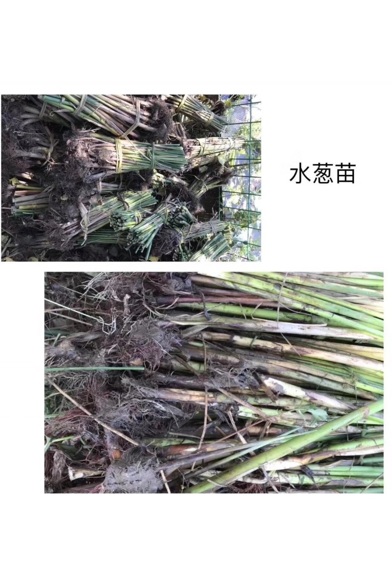 芦苇
