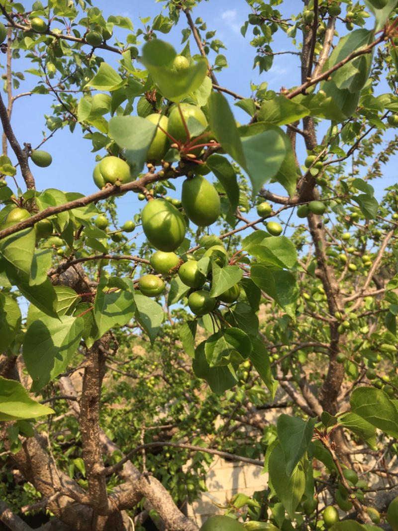 小白杏！中国珍珠油杏发源地！