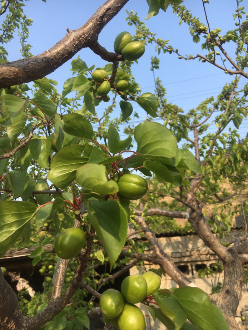 小白杏！中国珍珠油杏发源地！