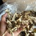 鹿茸菇