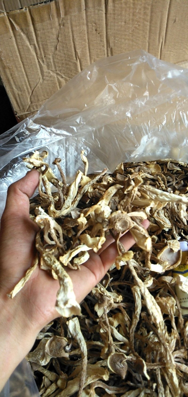 鹿茸菇