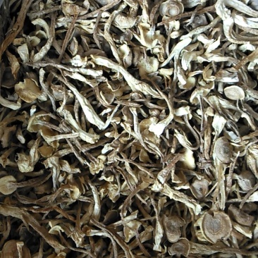 鹿茸菇