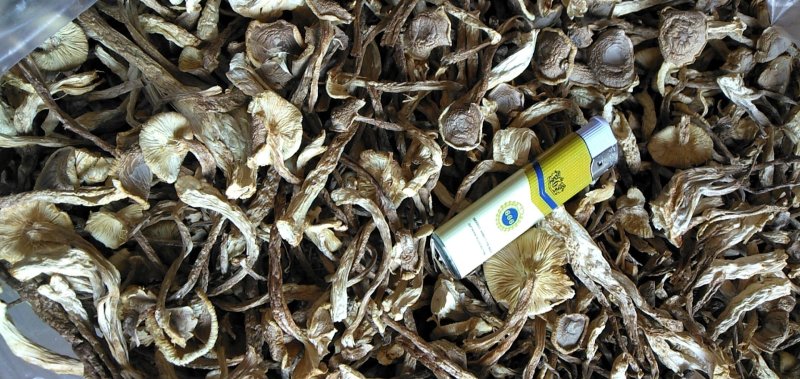鹿茸菇