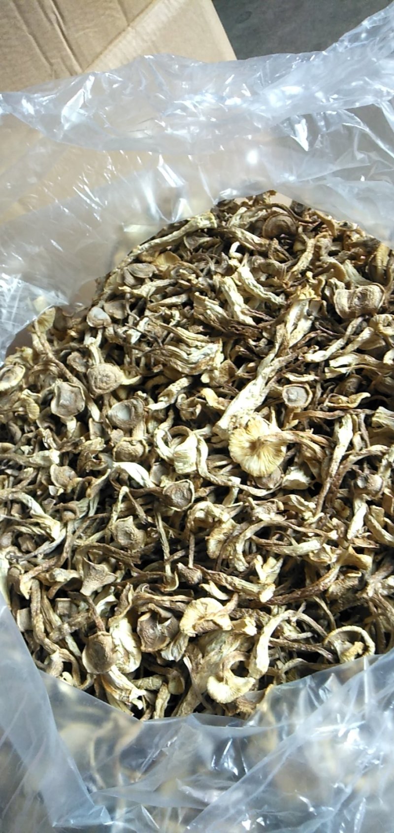 鹿茸菇