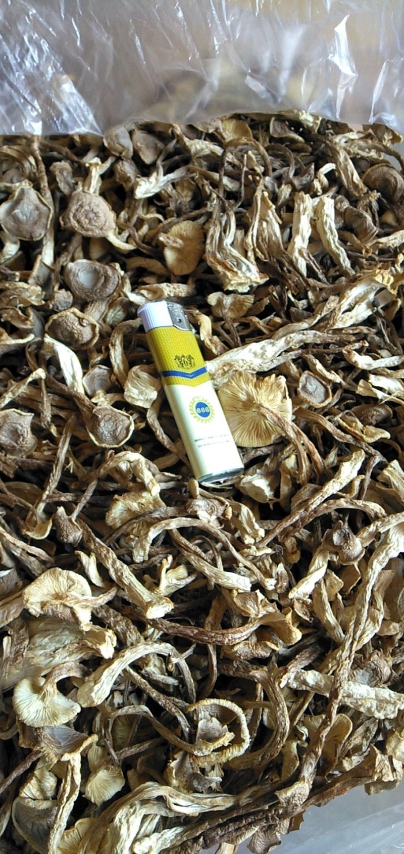 鹿茸菇