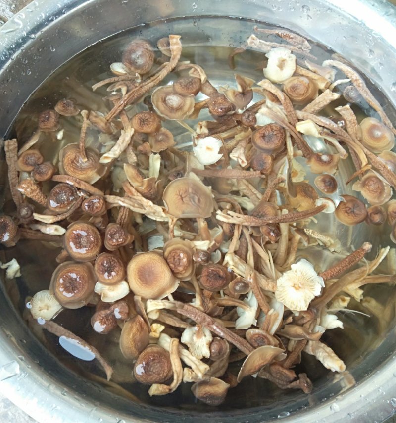 鹿茸菇