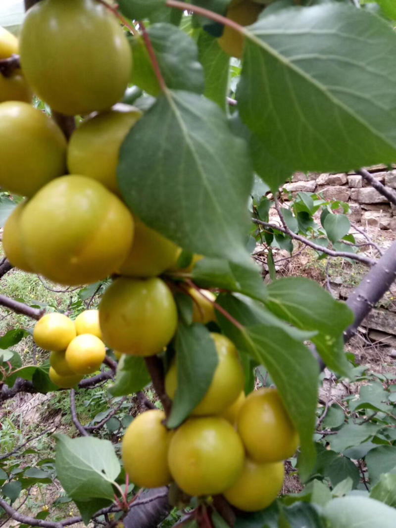 小白杏！中国珍珠油杏发源地！