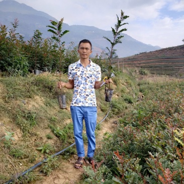 优质清香木苗袋苗杯苗