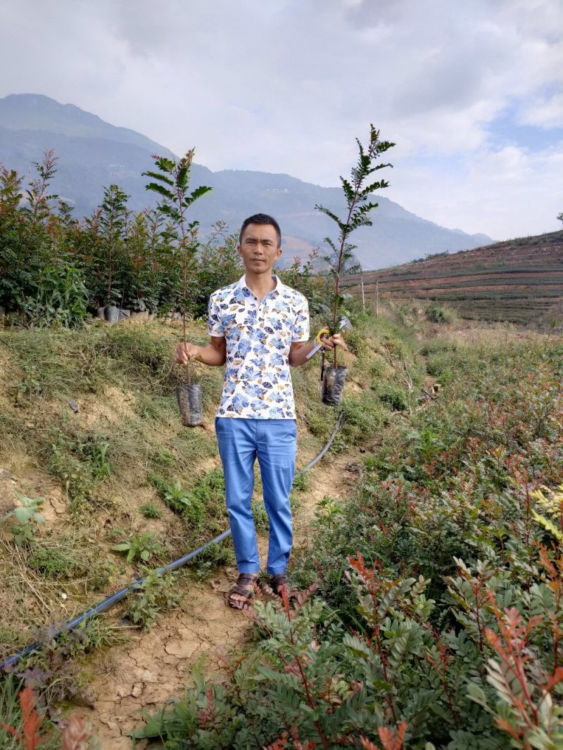 优质清香木苗袋苗杯苗
