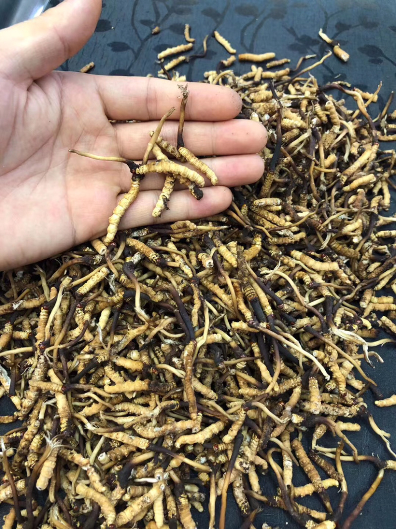 冬虫夏草新鲜短草产地直销价格批发招代理