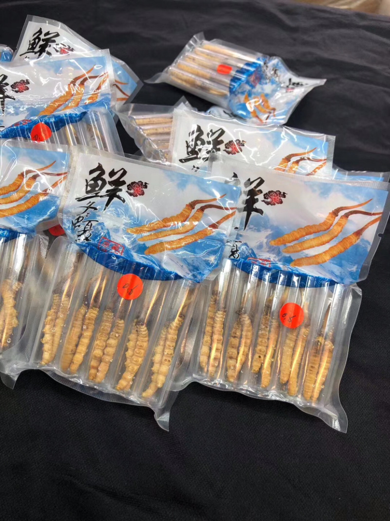 冬虫夏草新鲜短草产地直销价格批发招代理