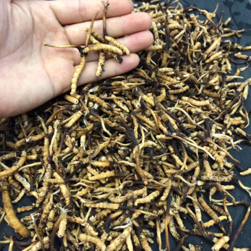 冬虫夏草新鲜短草产地直销价格批发招代理