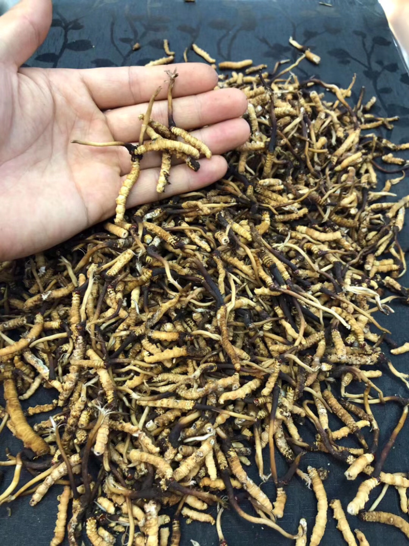 冬虫夏草新鲜短草产地直销价格批发招代理