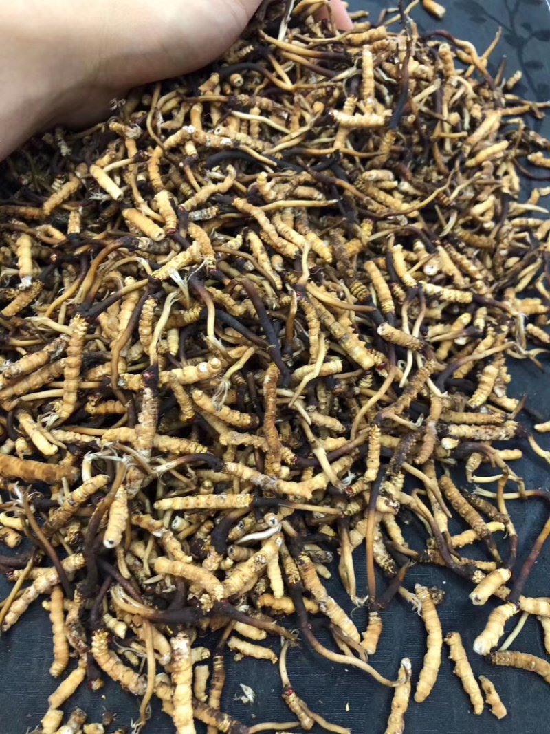 冬虫夏草新鲜短草产地直销价格批发招代理