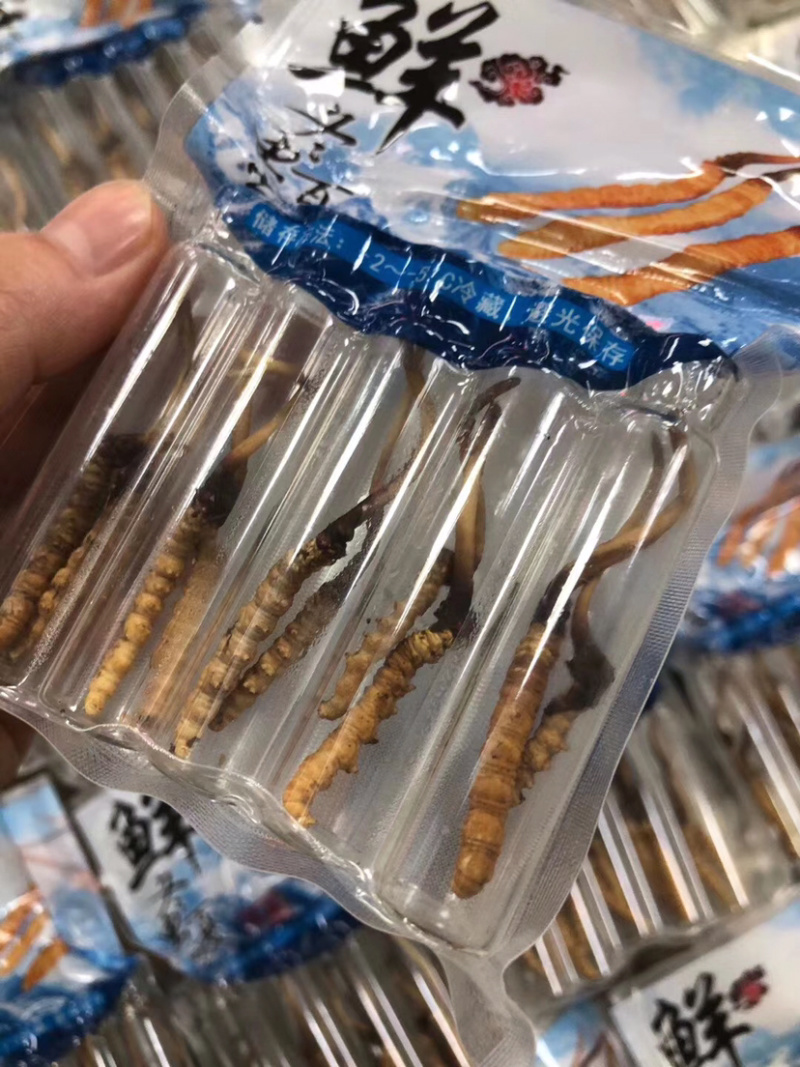 冬虫夏草新鲜短草产地直销价格批发招代理