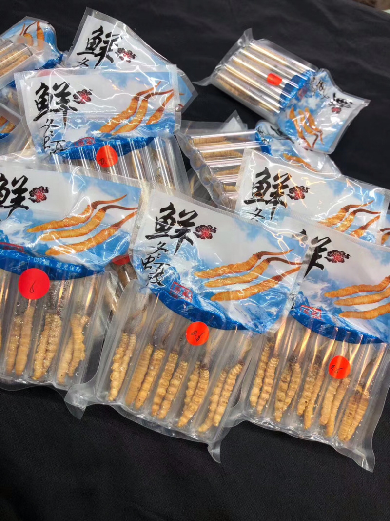 冬虫夏草新鲜短草产地直销价格批发招代理