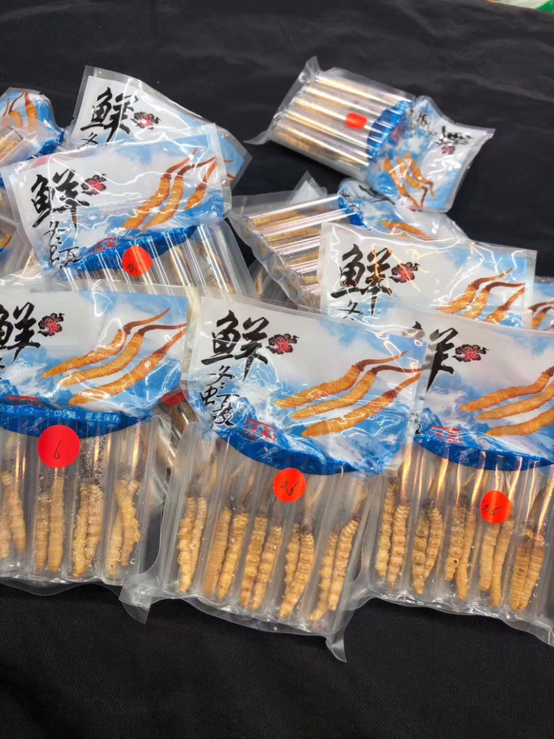 冬虫夏草新鲜短草产地直销价格批发招代理
