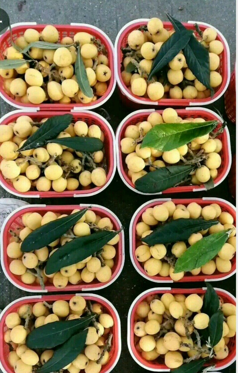 供应兰溪穆坞一级白玉枇杷