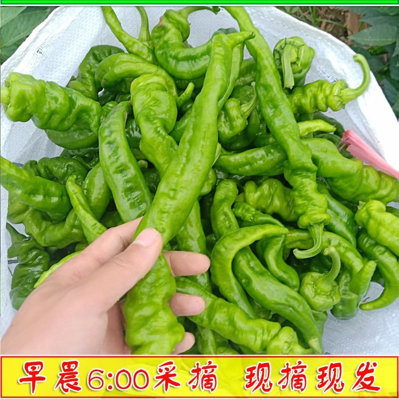 热销【精品】东北海城当地特产螺丝椒有意着请与我联系