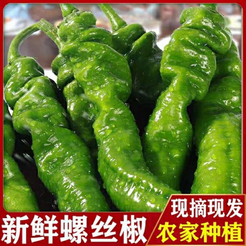 热销【精品】东北海城当地特产螺丝椒有意着请与我联系