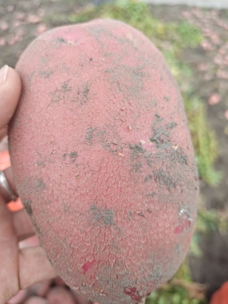 云南高原精品土豆清水9号红皮黄心土豆产地直供一手