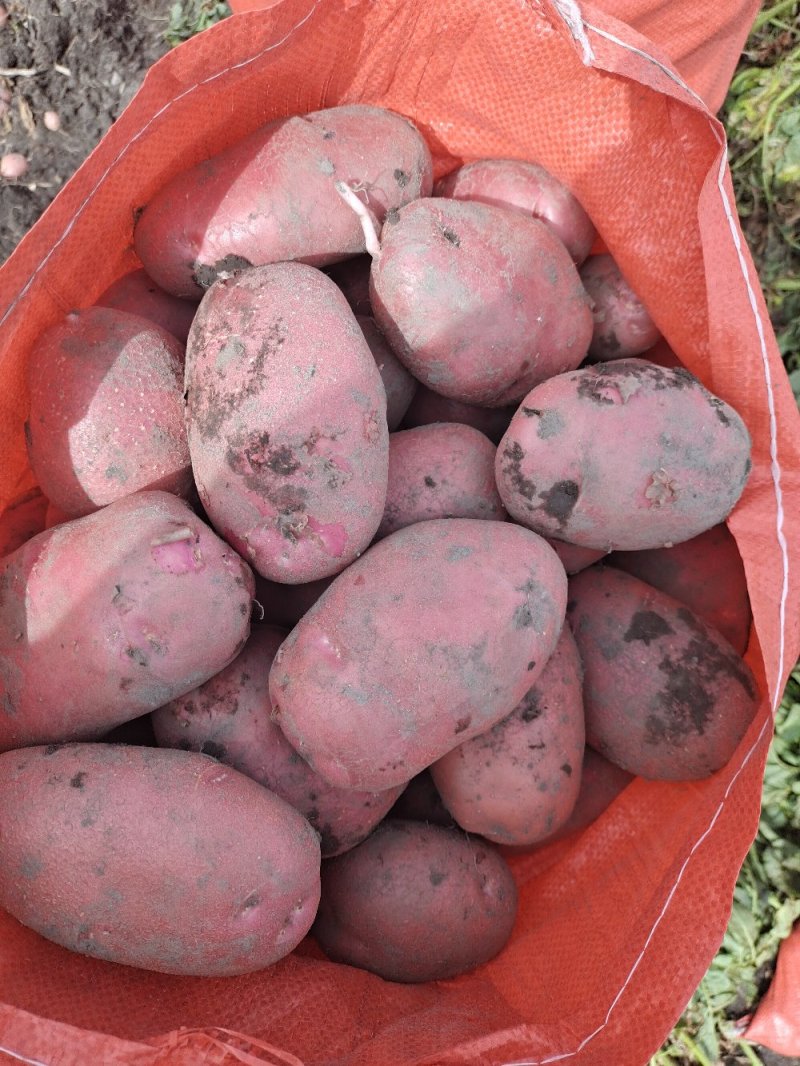云南高原精品土豆清水9号红皮黄心土豆产地直供一手