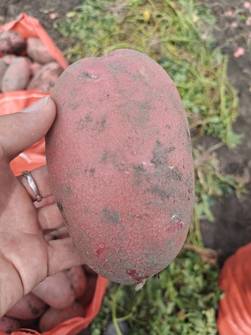 云南高原精品土豆清水9号红皮黄心土豆产地直供一手