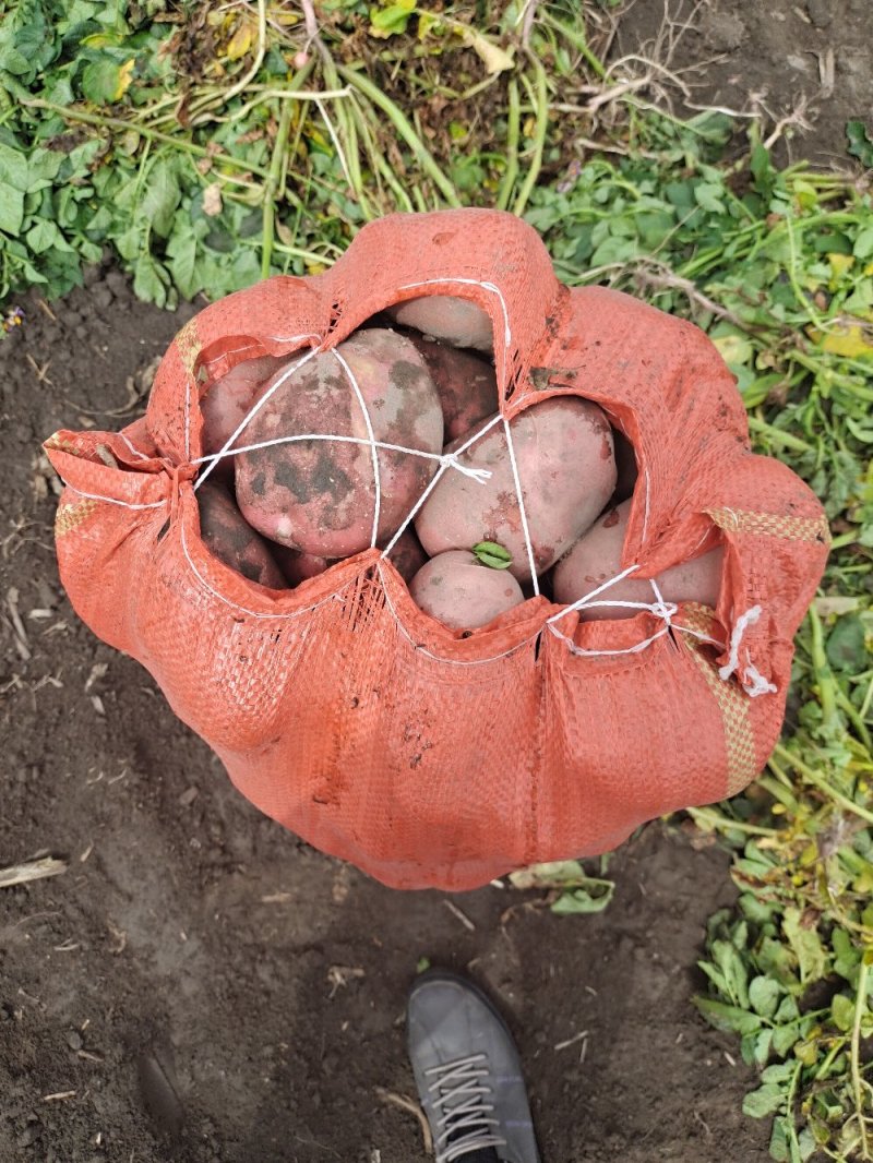云南高原精品土豆清水9号红皮黄心土豆产地直供一手