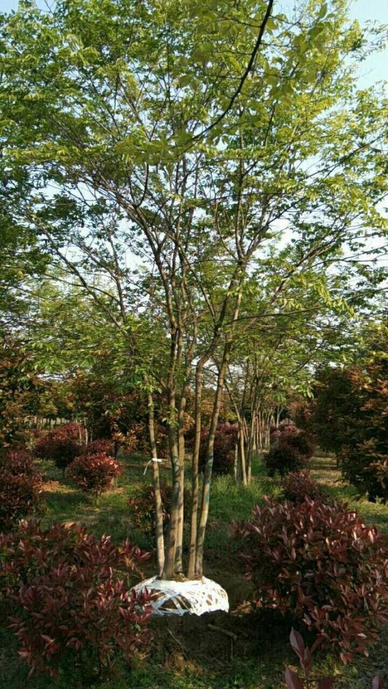 朴树，丛生朴树