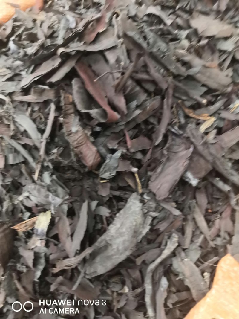 紫草中药材！规格其全一手货源价格优！量大包邮。