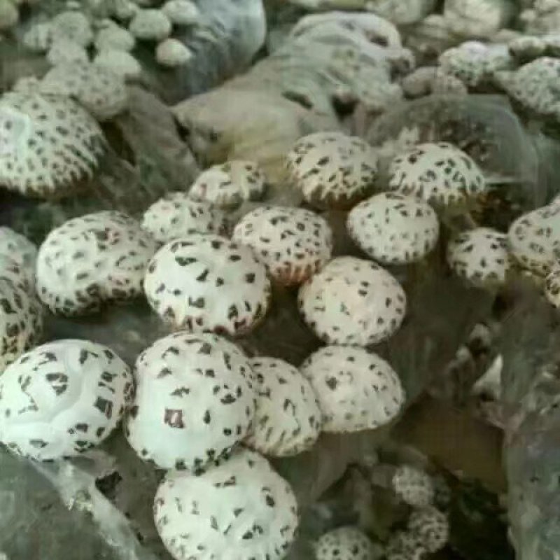 香菇，自家种植，今年鲜干菇，花菇，