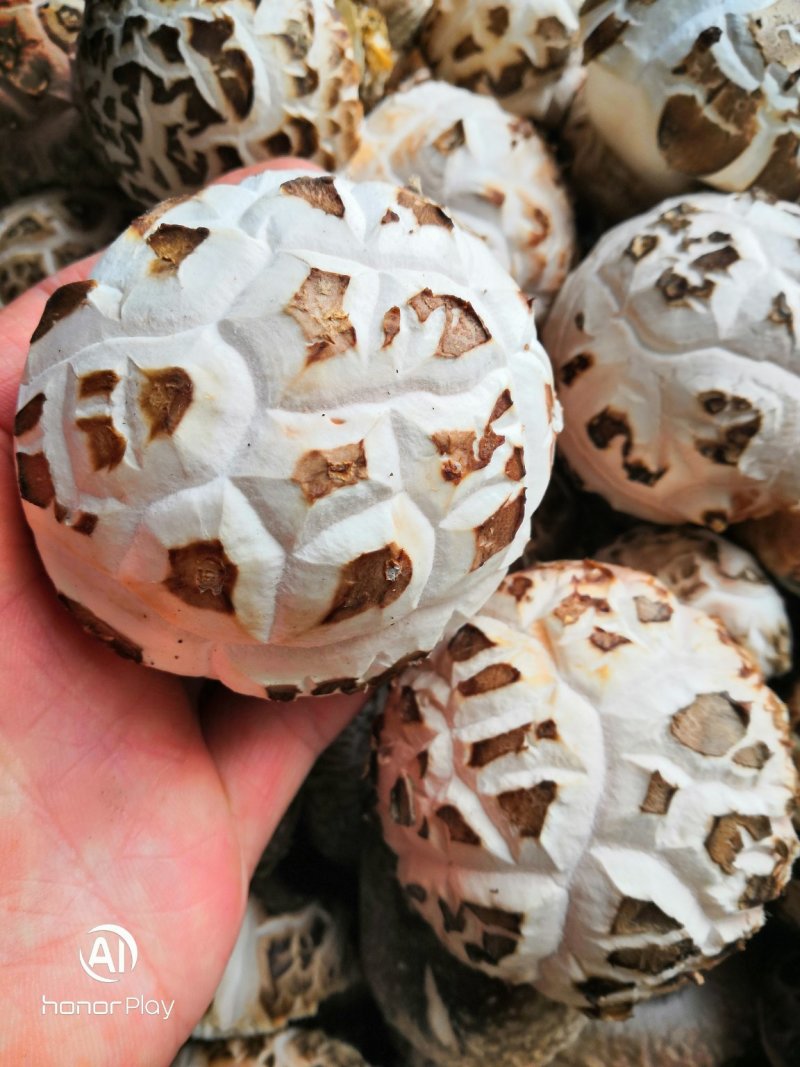 香菇，自家种植，今年鲜干菇，花菇，