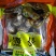 香菇，自家种植，今年鲜干菇，花菇，