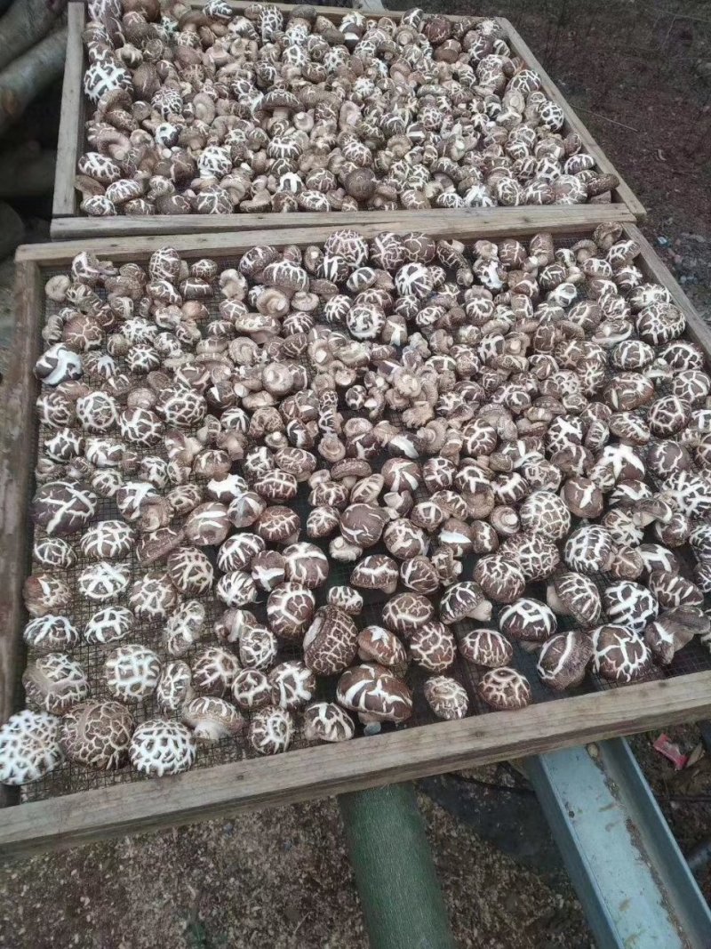 香菇，自家种植，今年鲜干菇，花菇，