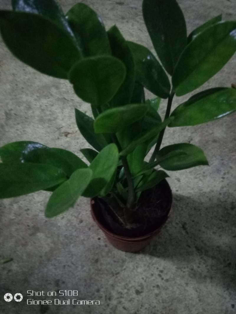 富贵竹10cm以上